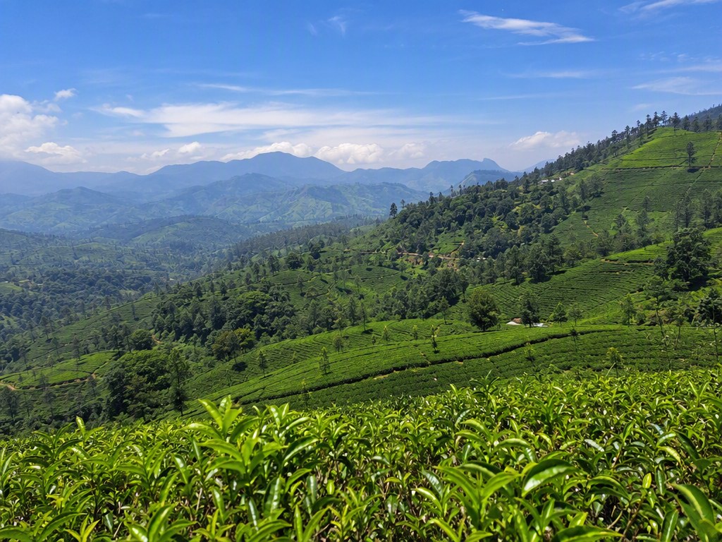 Green tea valley in the Sri Lankan hill country